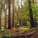 Nature-based mental health care is worth the investment, researchers say