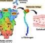 Blood-clotting protein may be SARS-CoV-2’s hidden accomplice, helping it hide from antibodies and reach blood vessels