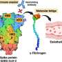 Blood-clotting protein may be SARS-CoV-2’s hidden accomplice, helping it hide from antibodies and reach blood vessels
