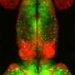 Zebrafish brains reveal alternate route for senses to the forebrain shared with mammals