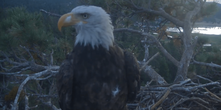 Kaydee the bald eagle visits Shadow’s nest with a feather in her nostril