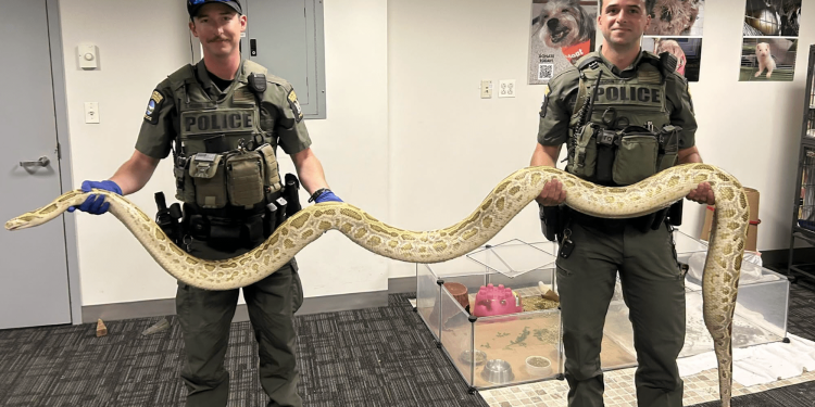 Police seize massive Burmese python near Coney Island boardwalk