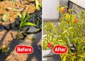 Why the People With the Best Life Skills in 2026 Still Learn Them From Gardening and Landscaping