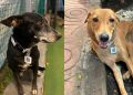 Mumbai stray dogs to get QR-coded collars for digital tracking