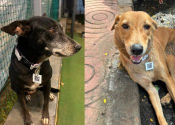 Mumbai stray dogs to get QR-coded collars for digital tracking