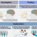 Parkinson’s patients undergoing deep brain stimulation show little to no cortical Lewy pathology