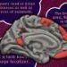 The brain’s language network is more extensive than previously thought
