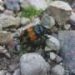 Parental care can influence evolution, beetle experiments show