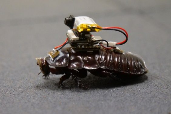 Cyborg Roaches Could Be the Future of Triage Medicine