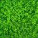 Earlier swathing opens a new pathway for subterranean clover seed harvest