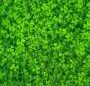 Earlier swathing opens a new pathway for subterranean clover seed harvest