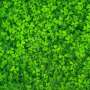 Earlier swathing opens a new pathway for subterranean clover seed harvest
