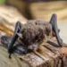 Fatal rabies case with no visible wound shows why bat contact alone should trigger immediate vaccination, experts say