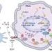 New role of PTGES3 uncovered in liver cancer growth and immune evasion