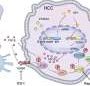 New role of PTGES3 uncovered in liver cancer growth and immune evasion
