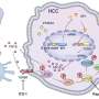 New role of PTGES3 uncovered in liver cancer growth and immune evasion