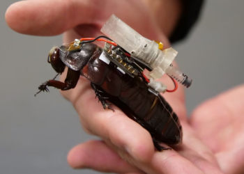 These cyborg cockroaches could be a lifesaver for people trapped in the rubble following natural disasters