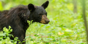 Virginia scientists discover the cues black bears use for hibernation
