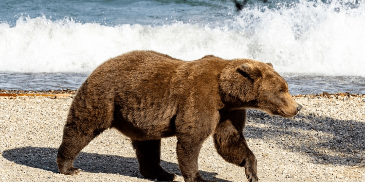 History-making mother bear could be big Fat Bear Week 2026 contender