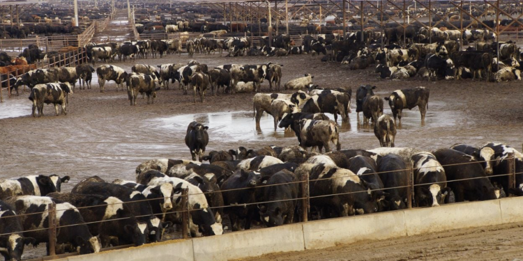 Why factory farms are a major threat to food safety