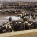 Why factory farms are a major threat to food safety