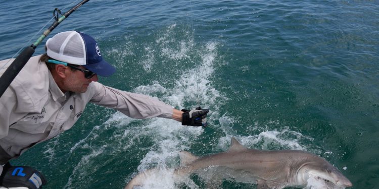 Researchers catch sharks off NY’s Hamptons, attach trackers to toothy predators