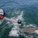 Researchers catch sharks off NY’s Hamptons, attach trackers to toothy predators