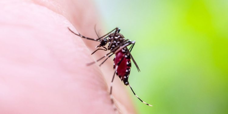 ‘It’s in the realm of possibility’: Climate change is spurring a reemergence of yellow fever, and the US could face future threats