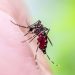 ‘It’s in the realm of possibility’: Climate change is spurring a reemergence of yellow fever, and the US could face future threats