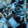 Diatom sequencing project finds striking genetic differences among microscopic algae