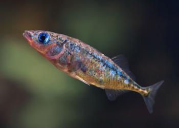 These fish rely on teamwork to find food in murky water