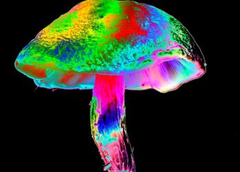 Psilocybin may protect against a common, debilitating side effect of chemotherapy, early study finds