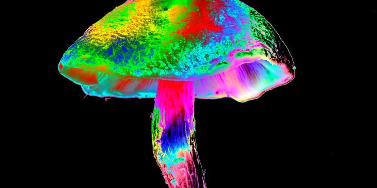 Psilocybin may protect against a common, debilitating side effect of chemotherapy, early study finds