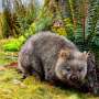 Your house may be a haven for wildlife. It’s time we design homes with nature in mind