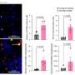 The hidden role of a cell-cycle regulator in senescent cells that don’t divide