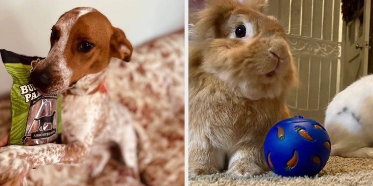 If You Think Your Pet Looks A Little Bored, Make Their Day And Buy Them One Of These 28 Things