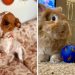 If You Think Your Pet Looks A Little Bored, Make Their Day And Buy Them One Of These 28 Things