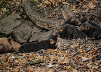Bush dog puppies sound like birds
