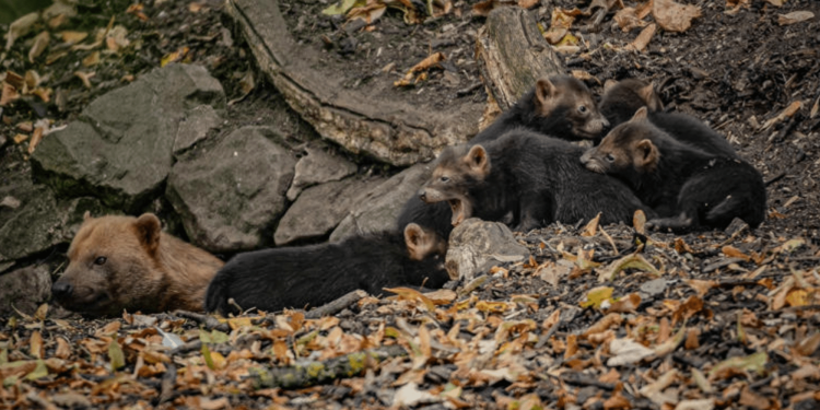 Bush dog puppies sound like birds