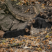 Bush dog puppies sound like birds