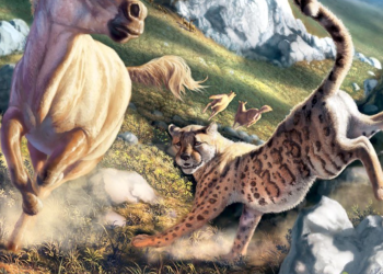 Ancient American cheetahs were not exactly cheetah-like