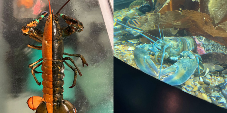 Pair of rare, colorful lobsters have a new home in Maine