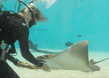 Happy Birth-ray! Mystic the cownose ray turns 27