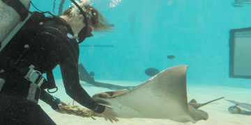Happy Birth-ray! Mystic the cownose ray turns 27