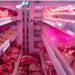 EU evaluates French and German meat checks