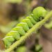 Scientists Put Caterpillars in an Ultraquiet Chamber to Learn How They Hear Without Ears