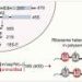 Altered ribosomes help explain how an enzyme fuels tumor growth