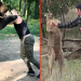 Four times fighters took on deadly animals after MMA star books PPV bout with chimp