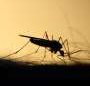 Scientists highlight essential role of mosquito control to tackle increase in mosquito-borne diseases in Europe