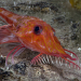 Backwards-walking fish caught on video in the South China Sea